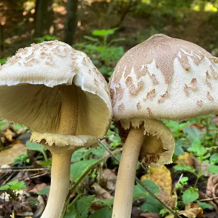 Apartmentvillasolomon7 - Dunakanyar Panoramas Apartament *