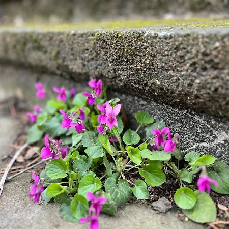 Apartament Apartmentvillasolomon7 - Dunakanyar Panoramas Visegrád